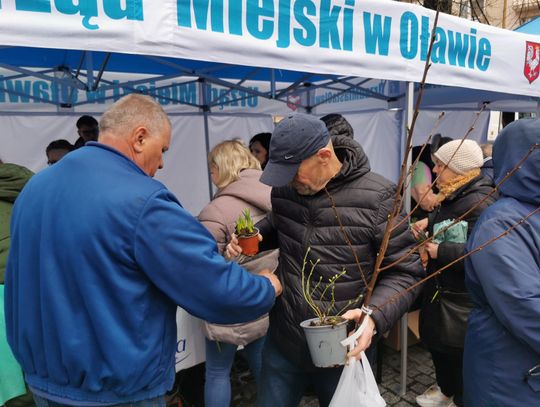 Oława. Będą rozdawać sadzonki odstraszające komary!