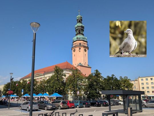 OŁAWA Dlaczego odstraszacze gołębi milczą?