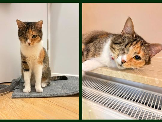 OŁAWA Ktoś wie, gdzie jest ta kotka? OŁAWA Ktoś wie, gdzie jest ta kotka?