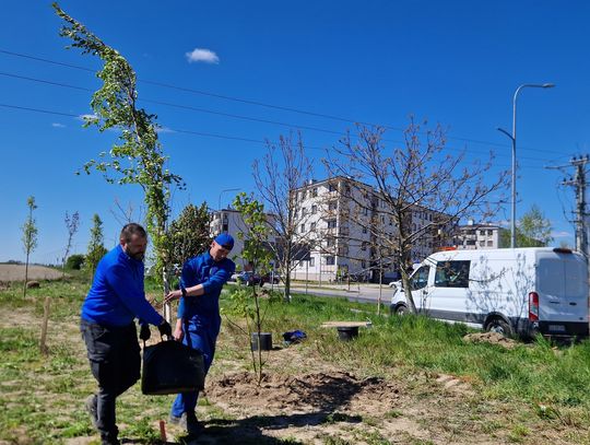OŁAWA Pierwsze drzewa w nowym parku posadzone