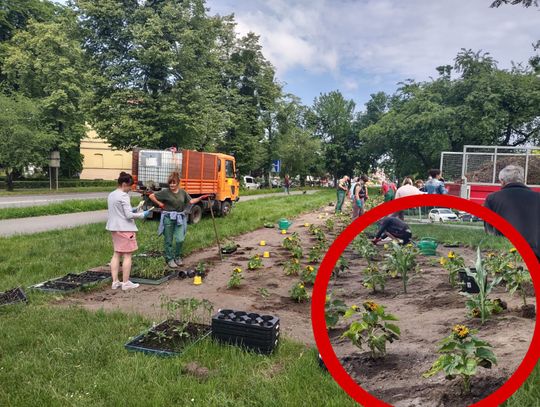 Oława. Sadzą słoneczniki w centrum!