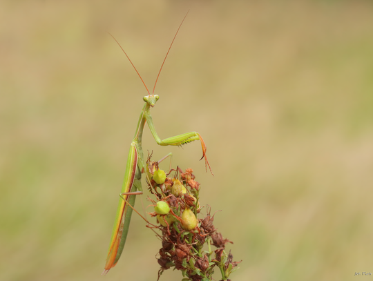 Piękna i niezwykła. Modliszka zwyczajna w podoławskich lasach