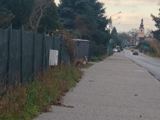 Pies chodzi luzem, może być agresywny