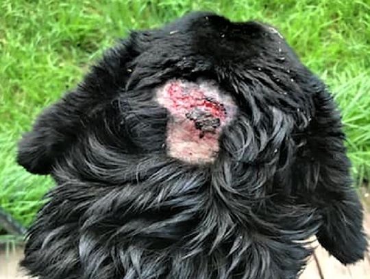 Pies z potworną raną. Właściciel próbował go zabić!?