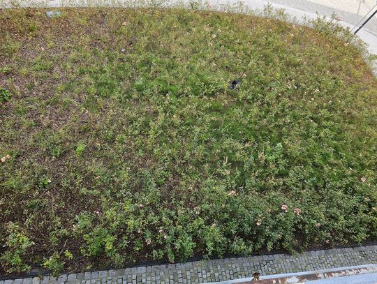 Po co sadzić, jeśli potem nasadzenia giną zarastane chwastami?