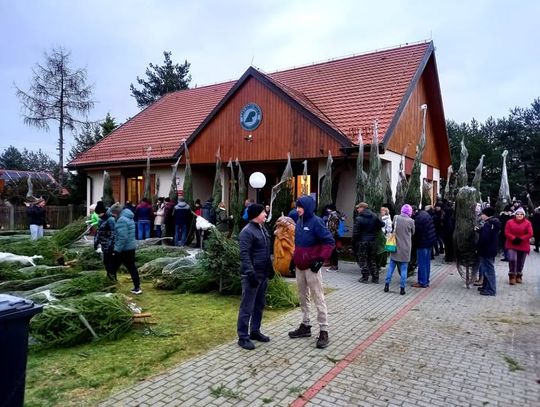 Po ile w tym roku choinki wprost z lasu? Po ile w tym roku choinki wprost z lasu?