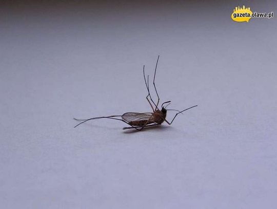 Początek odkomarzania