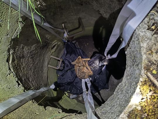 Pomagają nie tylko ludziom. Nasi strażacy uratowali młodą sarnę