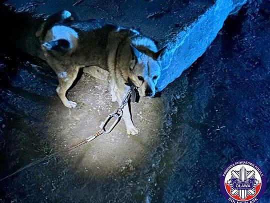 Porzucił psa i przywiązał go do słupa. Policja szuka właściciela