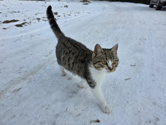 Porzucona za lub zagubiona po sylwestrowej nocy