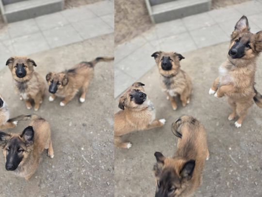 Psiaki porzucone w lesie szukają domu