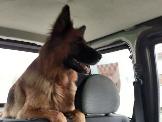 Poszukiwany właściciel tego psa