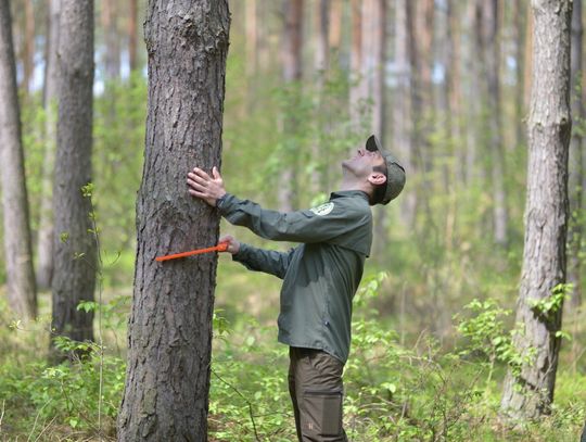 Pożary. "W lasach południowo-zachodniej Polski zagrożenie jest najwyższe"