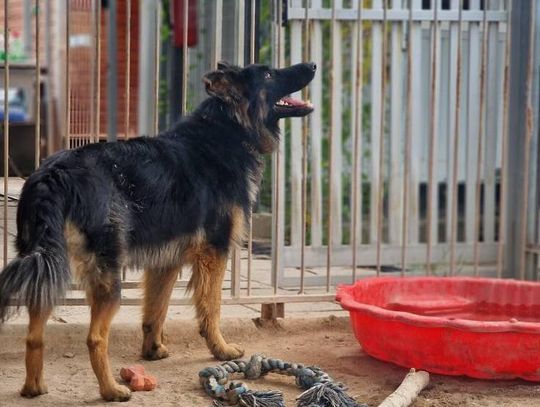 Poznaj Juniora – młodego owczarka, który szuka swojego człowieka!