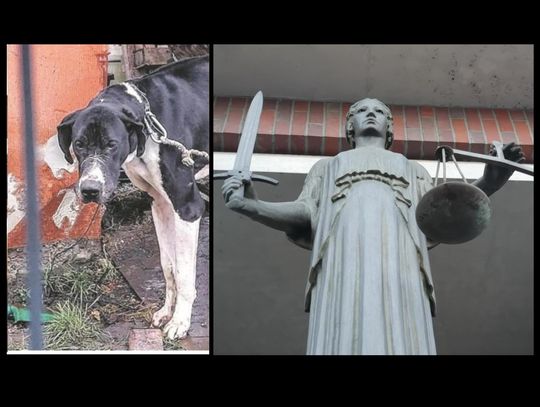 Prokuratura zajmie się hejtem na sędzię, która wydała wyrok w sprawie Karoliny P.