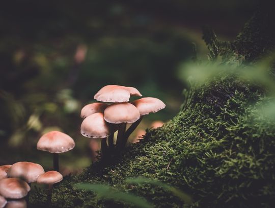 Przewodnik po odpowiedzialnej mykologii: obserwacja grzybni psilocybe cubensis