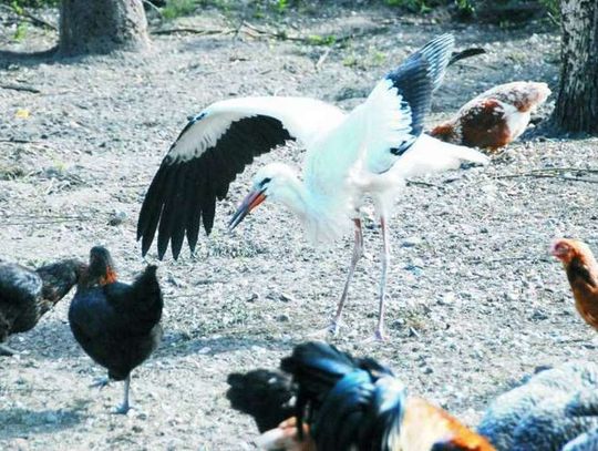 Puchatek zostaje w Janikowie