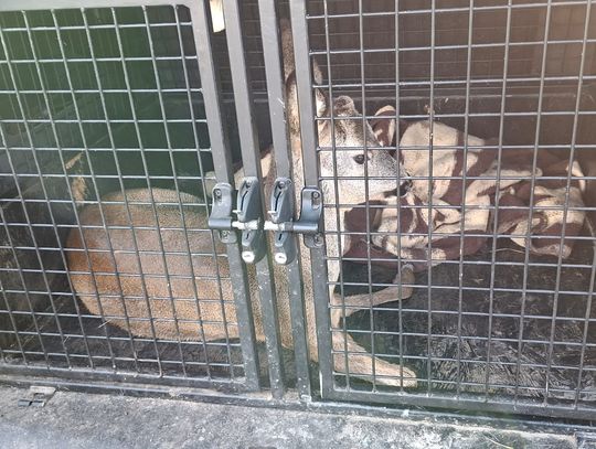 Rannego kozła przetransportowali do weterynarza