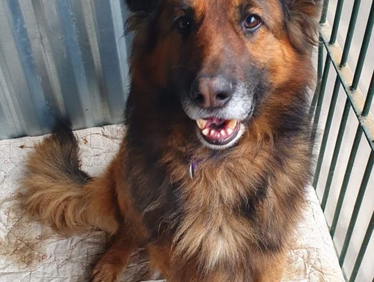 Rex czeka na człowieka