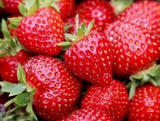 Rozważania przy wyborze sadzonek poziomek i truskawek