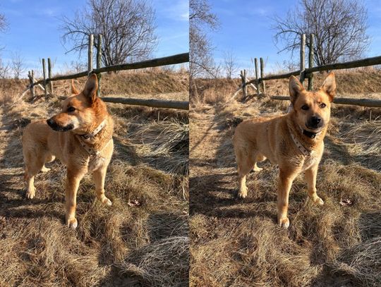 Sabcia szuka domu. To prześliczna, mięciutka i puchata sunia