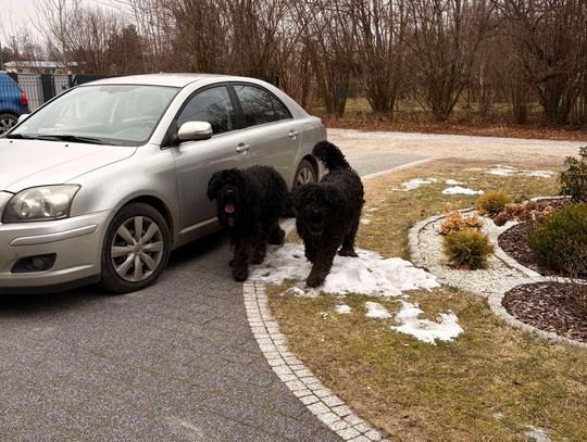 Sąsiadka mówi, że dobrze jest do czasu, bo... jednak psy są wielkie i uciekają. Właściciel reaguje