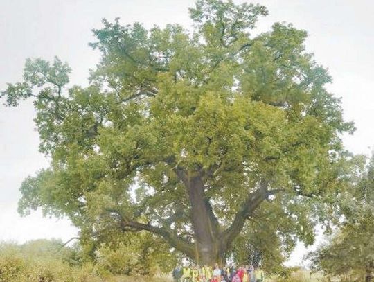 &quot;Słowianin&quot; na drzewo roku