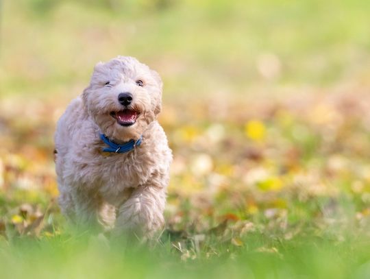 Smycze dla psów – jak wybrać bezpieczną i wygodną?