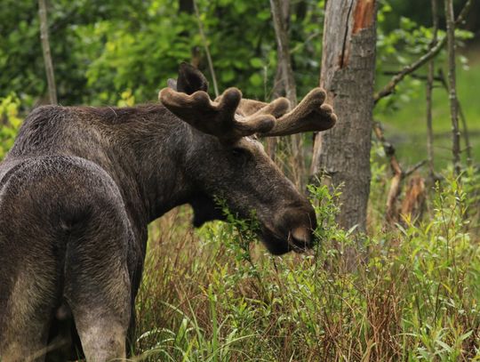 Spacerował wzdłuż drogi powiatowej Bystrzyca – Minkowice Oławskie