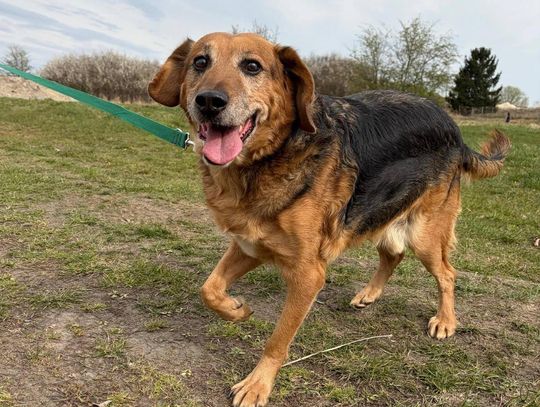 Spokojny i zrównoważony Dolar szuka domu Spokojny i zrównoważony Dolar szuka domu