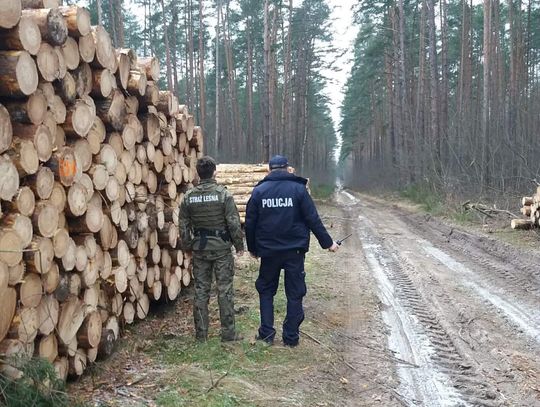 Sprawdzają, czy nie kradną choinek. Co za to grozi? 