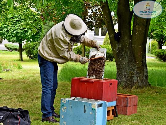 Starostwo pomaga pszczołom 