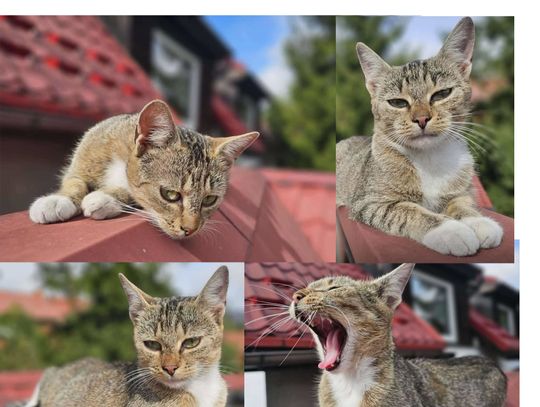 Straciła właściciela. Została sama. Pomożesz?