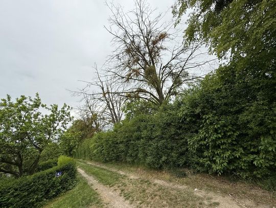 Suche drzewa - gałęzie mogą spaść komuś na głowę