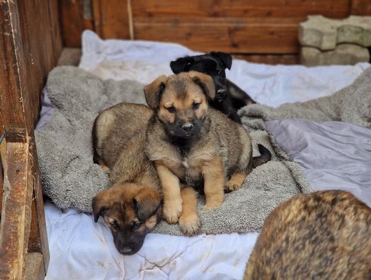 Szczeniaczki już są do adopcji Szczeniaczki już są do adopcji