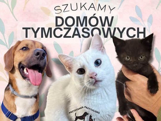 Szukają domów tymczasowych