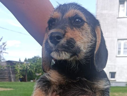 Szukamy dla nich kochających i mądrych opiekunów