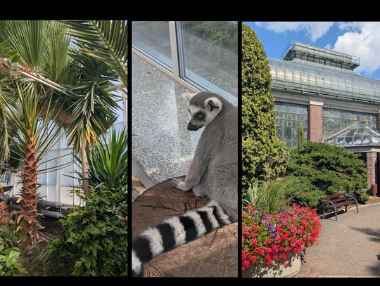 Tę palmiarnię zbudowano dla księżnej Daisy