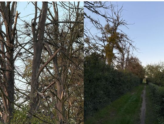 Te suche konary wciąż grożą, że spadną komuś na głowę