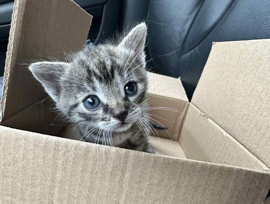 Ten słodziak nie ma jeszcze swojego domu