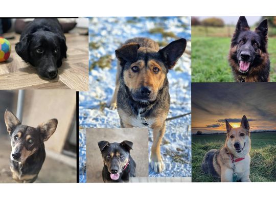 To będzie zimny tydzień. Zabierz je do siebie, choć na parę dni...