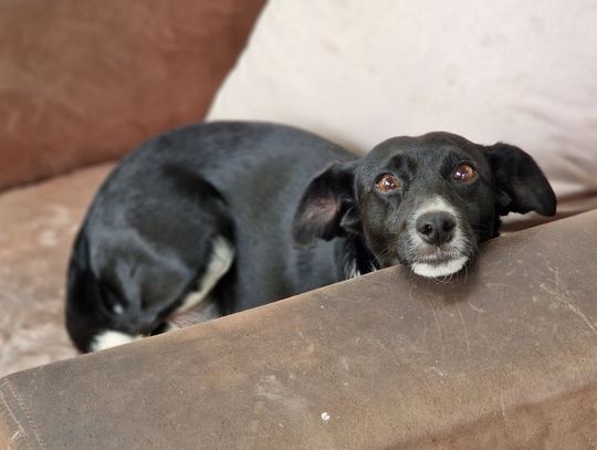 To jedna z tych historii, które chwytają za serce