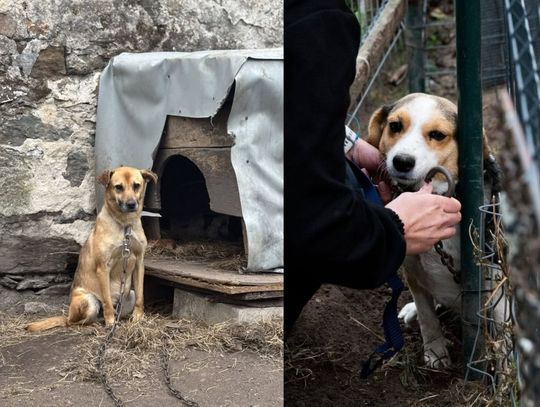 To naprawdę ostatni moment, żeby stanąć po stronie psów
