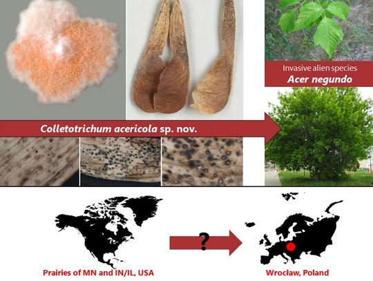 To pierwszy gatunek grzyba odkryty we Wrocławiu! Przypadkiem