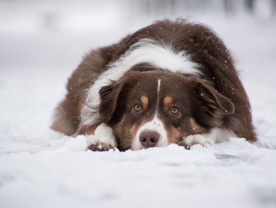 Trzy najważniejsze potrzeby zwierząt zimą