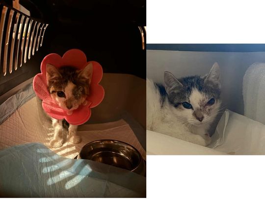 Tytlko Oni pomogli. Dziękuję...