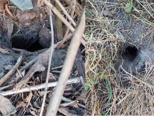 Ulica Kamienna. Nora na norze. To tu żyją szczury!