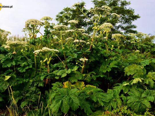 Uwaga! Barszcz parzy również w naszym powiecie