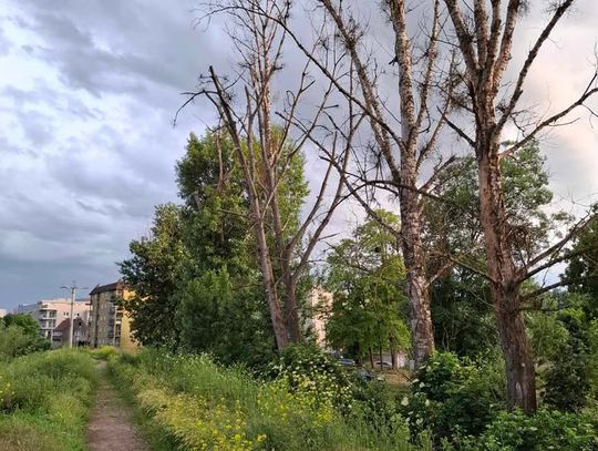 Uwaga, suche drzewa!