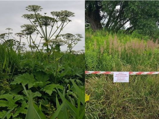 Uważajcie na barszcz Sosnowskiego - jest w okolicy